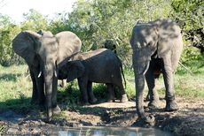 Afrikanischer Elefant (51 von 131).jpg